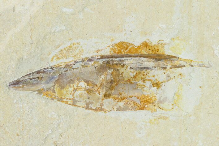 Cretaceous Fossil Soft Bodied Squid - Lebanon #162764